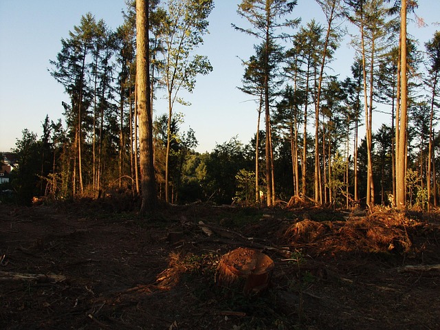 Free Forest Nature photo and picture