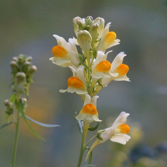 spur-grass-pillike-flowering-plant-free-photo-on-pixabay-pixabay