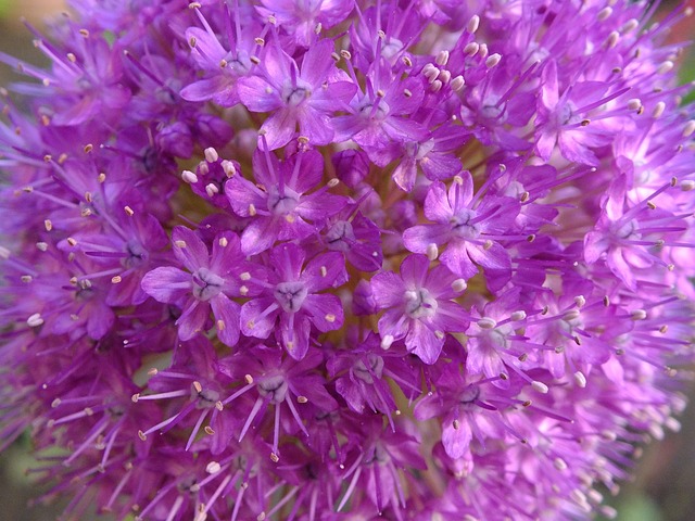 Free Gömbvirág Tiny Flower photo and picture
