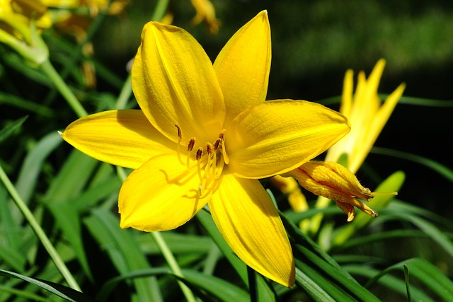 Free Yellow Flower Background photo and picture