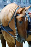 horse, animal, domestic solipeds