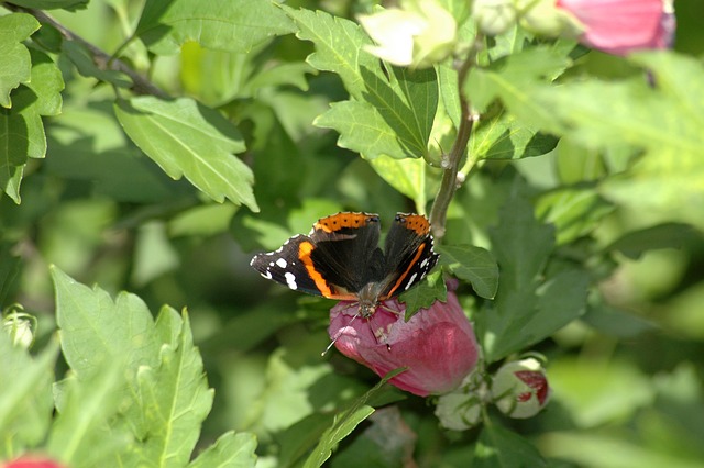 Borboleta, Natureza, Flor, Flores, Macro