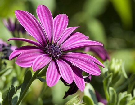 Free Flower Macro photo and picture