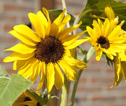 Free Nature Flower Background photo and picture