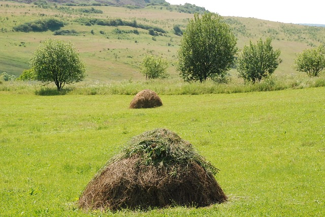Free Hay Grass photo and picture