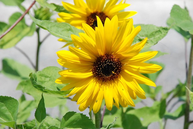 Free Sunflower Flower photo and picture