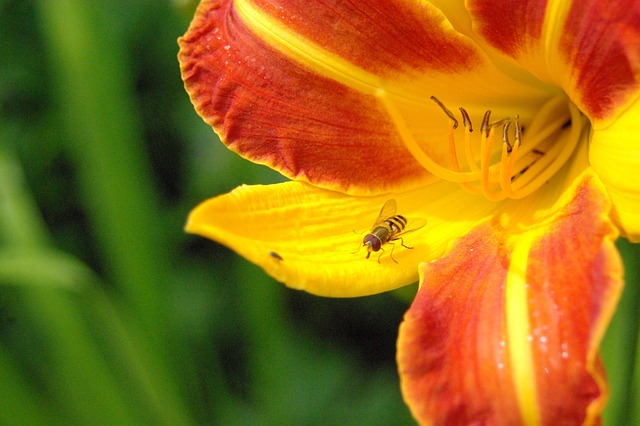Free Sun Daylily photo and picture
