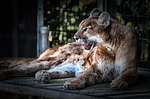 cougar, feline, animal
