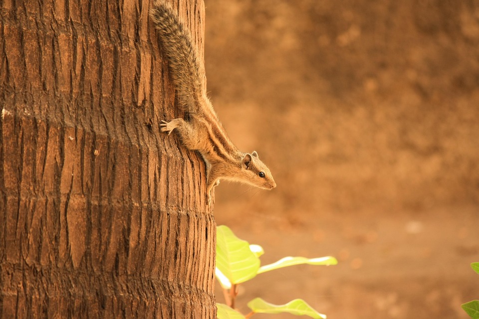 Squirrel Climbing Down Free photo on Pixabay