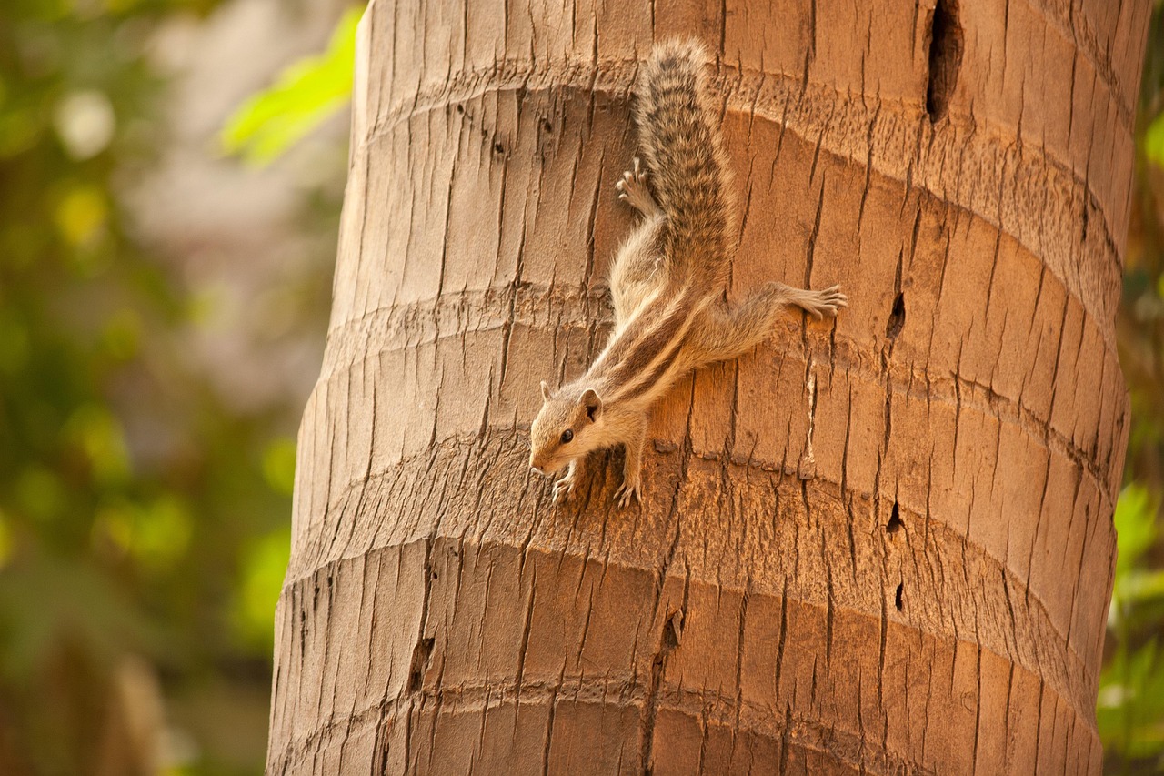 Squirrel Climbing Down Free photo on Pixabay Pixabay