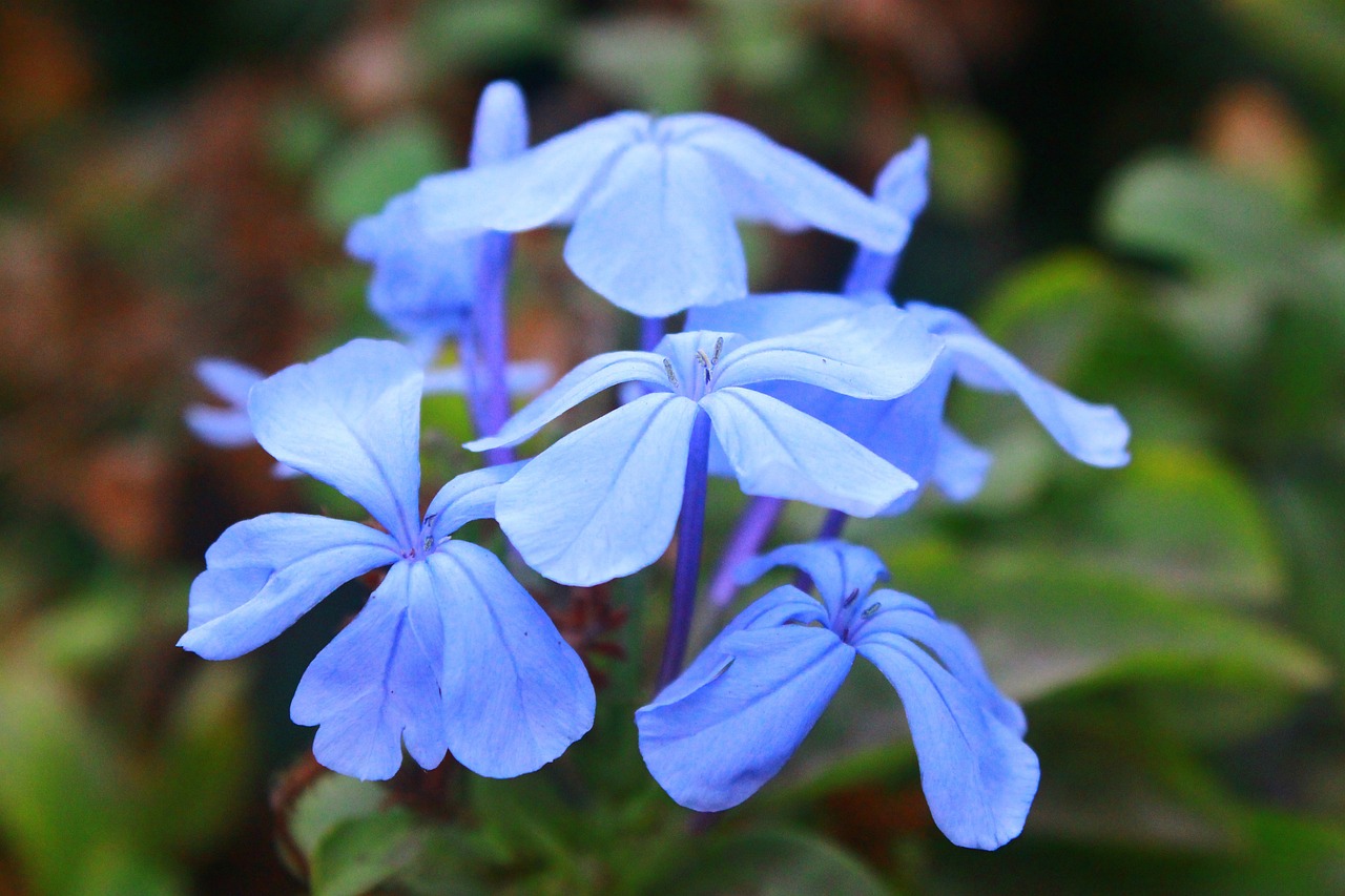 花 青 自然 - Pixabayの無料写真 - Pixabay