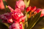 rose, flower, bloom