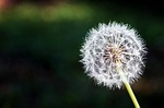 dandelion, flower, flowers