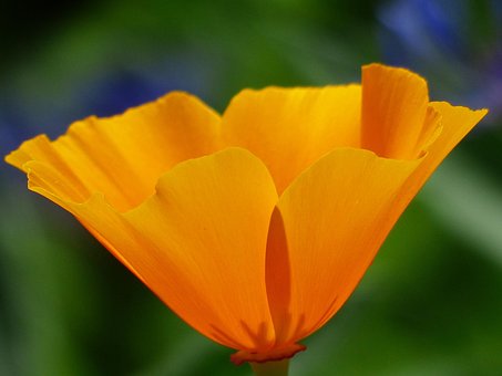 Eschscholzia Californica, Poppy, Blossom