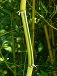 bamboo, stalk, green