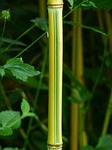 bamboo, stalk, green