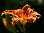 yellow red daylily, lily, hemerocallis fulva