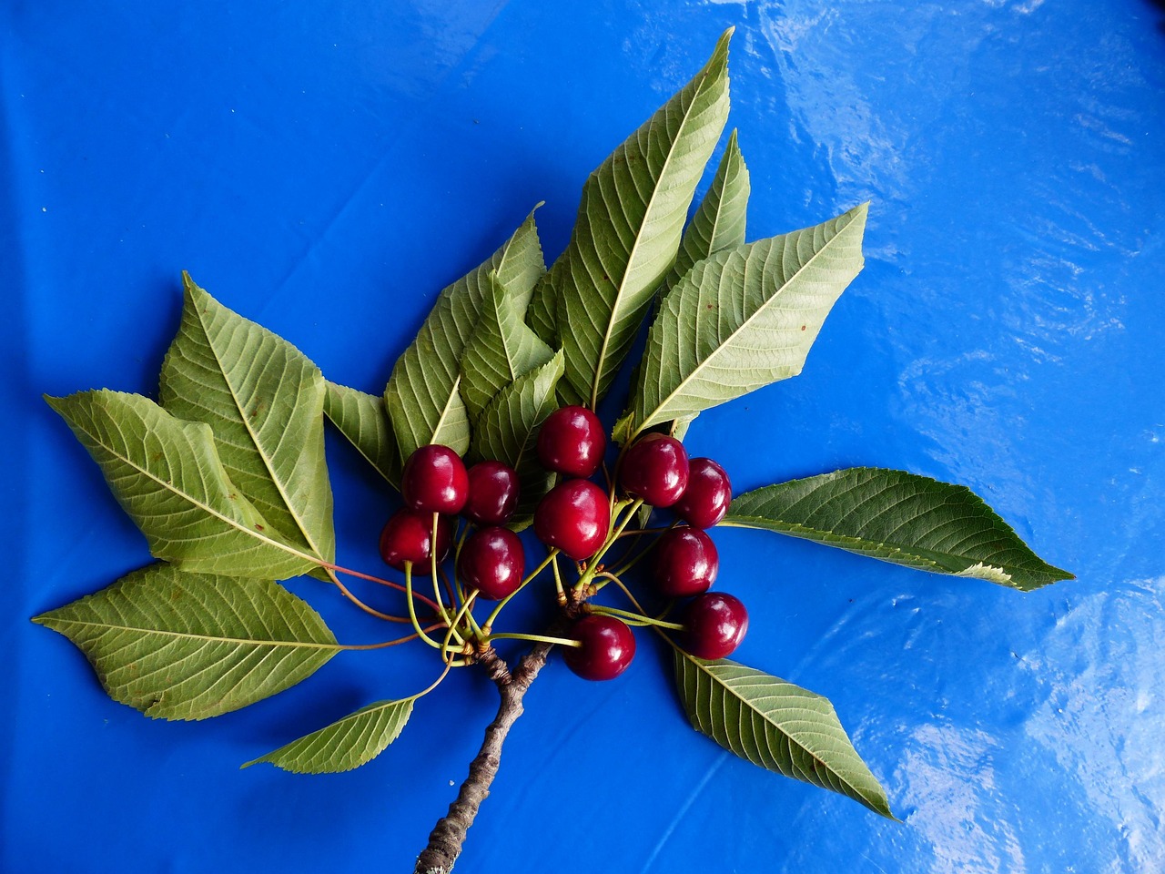 Cherry Rouge Cherry Sweet Rouge - Photo gratuite sur Pixabay - Pixabay