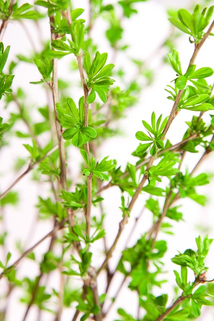 Free Plant Abstract photo and picture
