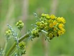 jakobs greiskraut, flowers, yellow
