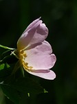 dog rose, rose bloom, pink