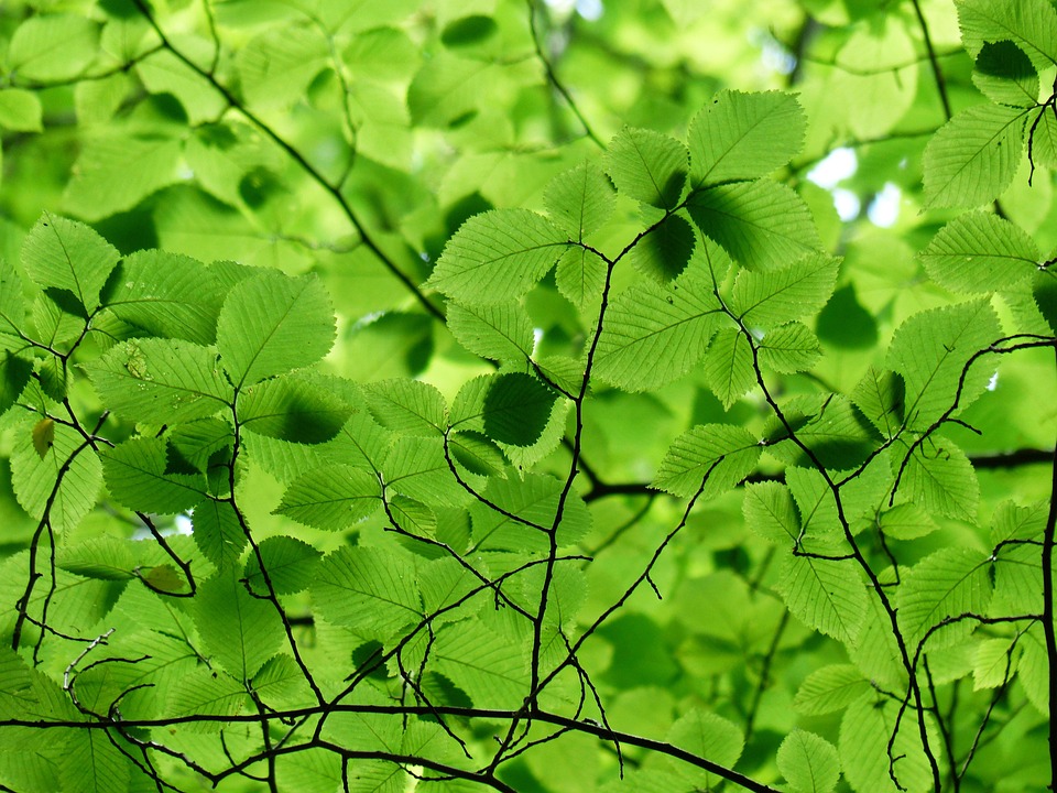 Foglie, Baldacchino, Verde, Colore, Sfumature Di Verde