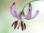 turk's cap lily, blossom, bloom