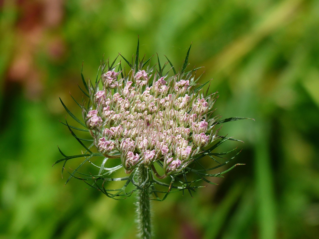 Flower Umbel Blossom Bloom · Free photo on Pixabay