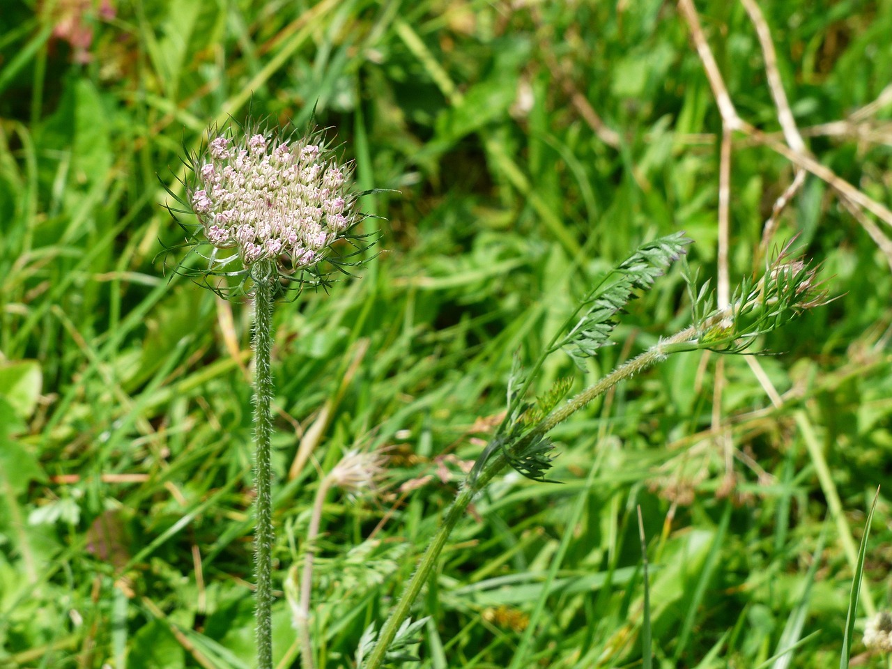 Flower Umbel Blossom Bloom Free photo on Pixabay Pixabay