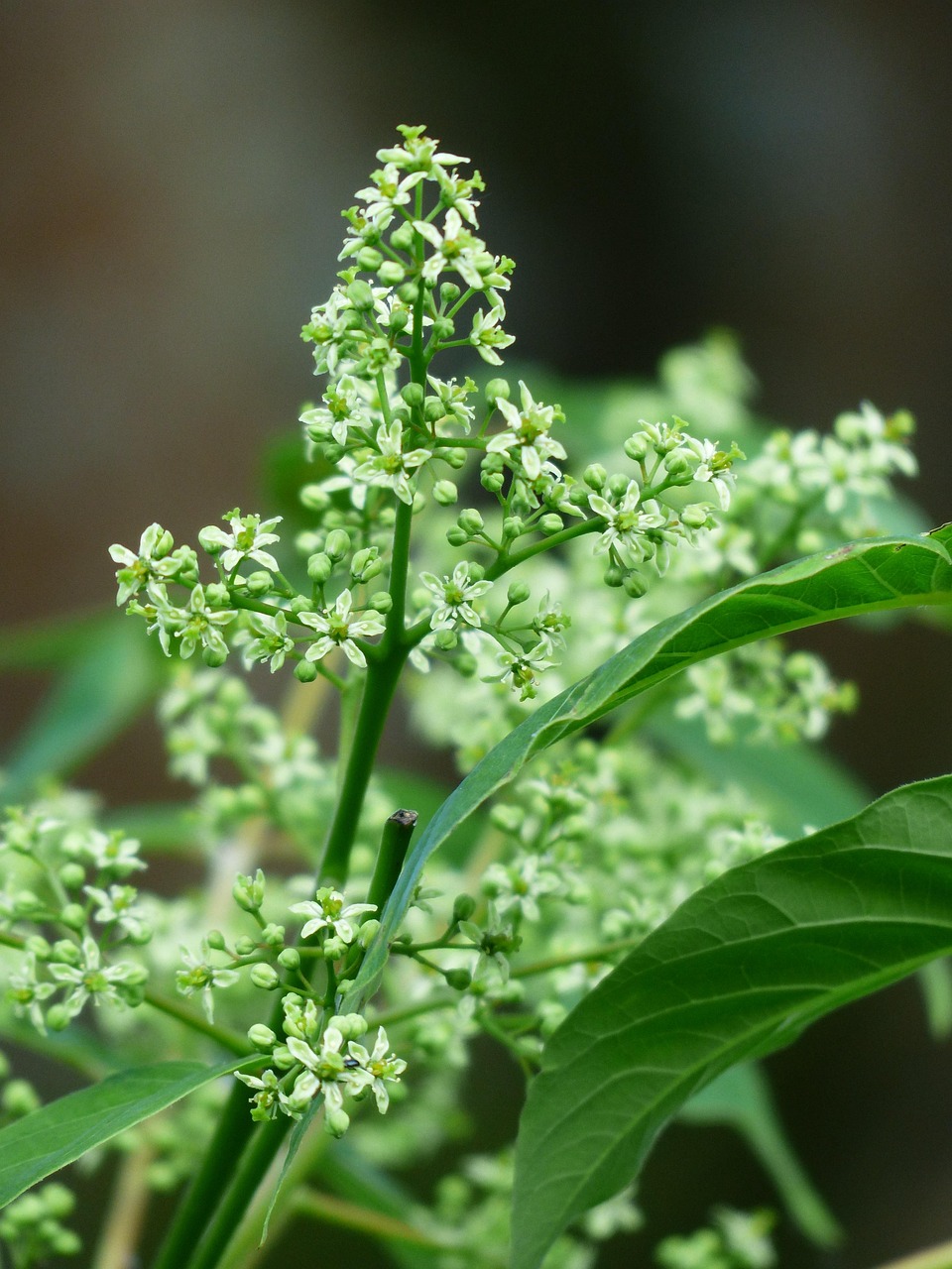 8+ kostenlose Götterbaum und LaubbaumBilder Pixabay