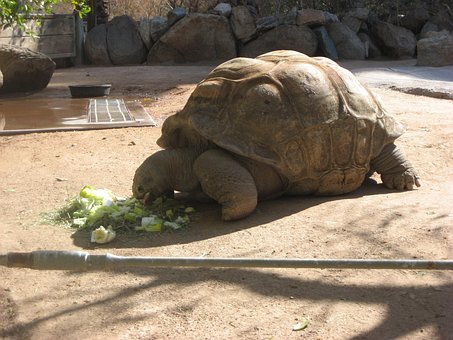 Free Tortoise Zoo photo and picture