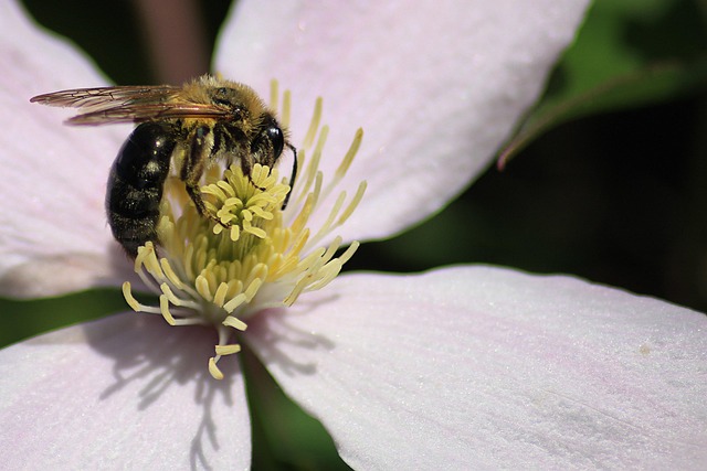 Free Flower Blossom photo and picture