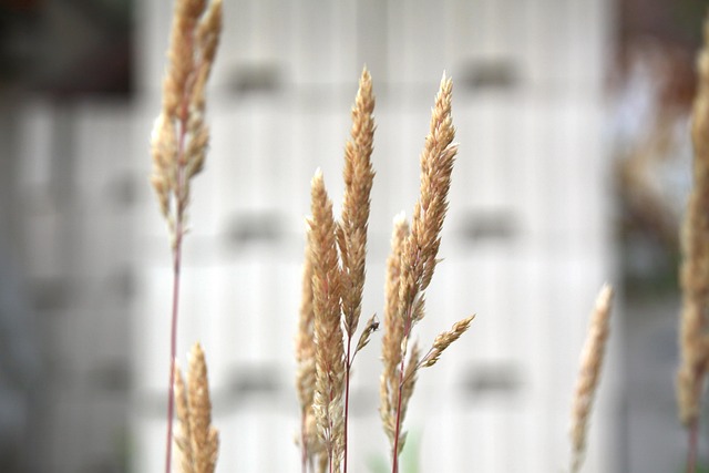 Free Grain Macro photo and picture