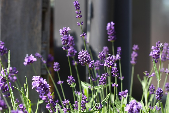 Free Lavender Nature photo and picture
