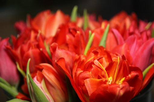 Tulipes, Fleurs, Rouge, Orange, Jaune