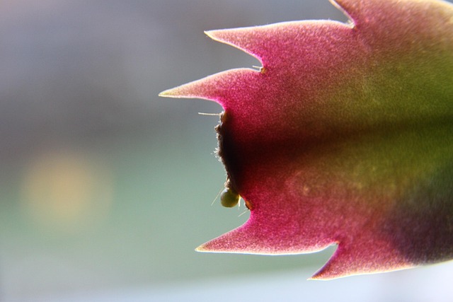 Free Cactus Flower photo and picture