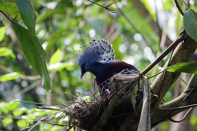 Free Bird Nest photo and picture