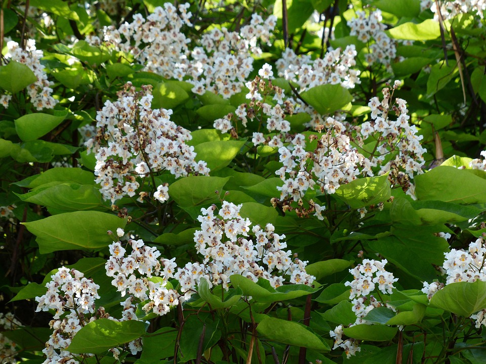 Inflorescence Flowers On The Vine · Free photo on Pixabay