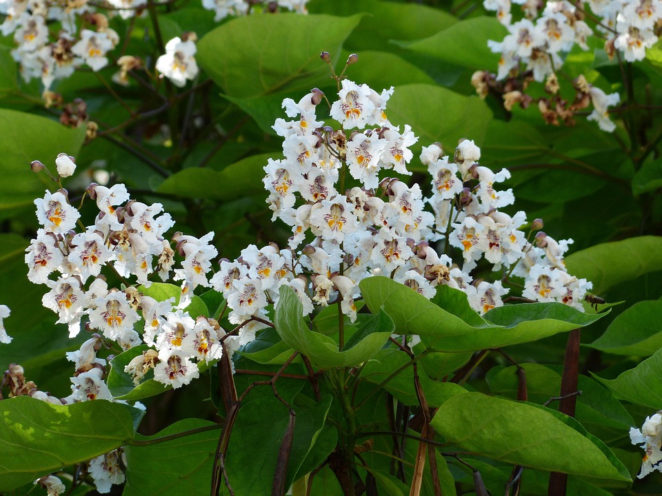 Inflorescence Flowers On The Vine · Free photo on Pixabay