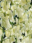 flowers, white, blütenmeer
