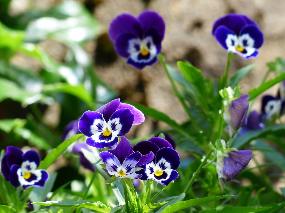 pansy-167912_960_720.jpg