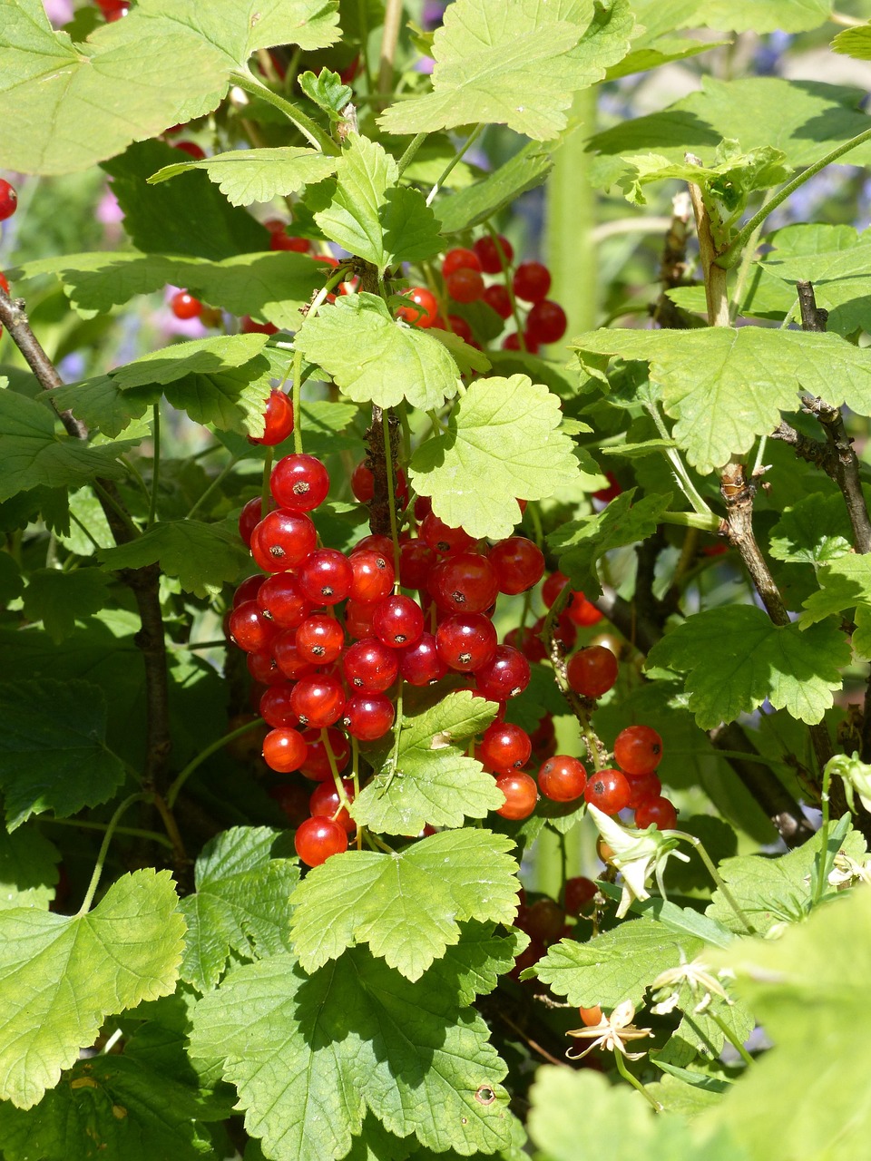 Red Currant Currants Gooseberry Free photo on Pixabay Pixabay