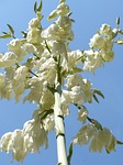 flowers, white, blütenmeer