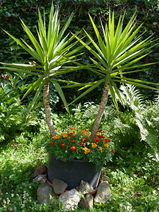 RiesenPalmlilie Yucca Kostenloses Foto auf Pixabay Pixabay