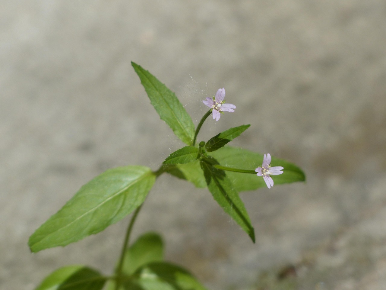 Download free HD stock image of Epilobium Parviflorum Blossom Free Epilobium Parviflorum Blossom photo and picture