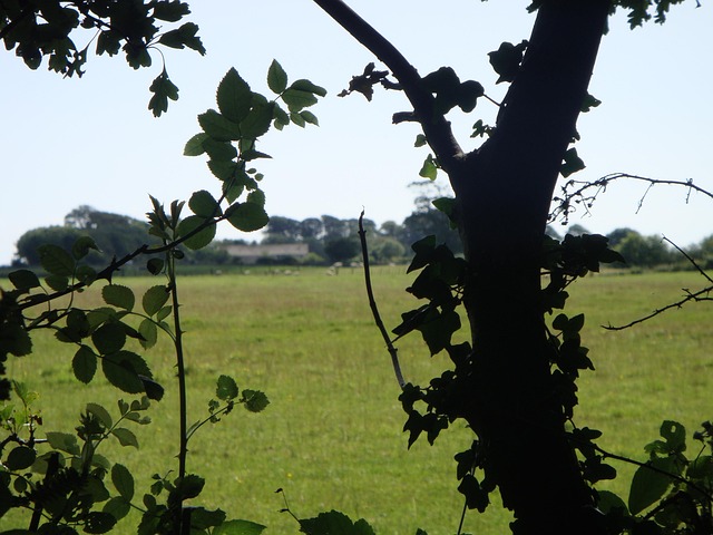 Free English Meadow photo and picture