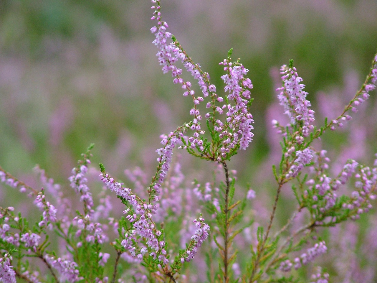 Heather Erika Late Summer Close - Free photo on Pixabay - Pixabay