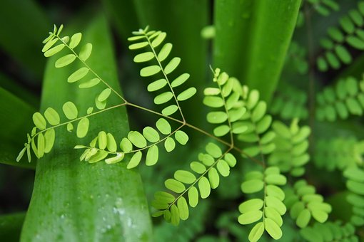Free Leaf Nature photo and picture