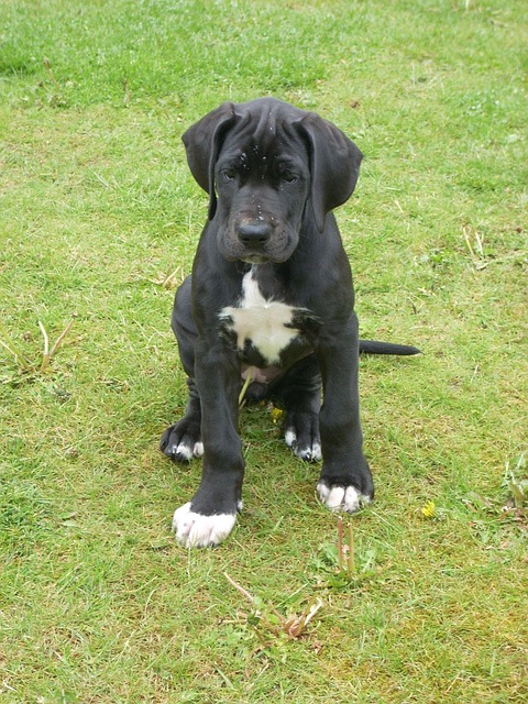 Mastiff, Hund, Sort, Dyr, Tysk Mastiff