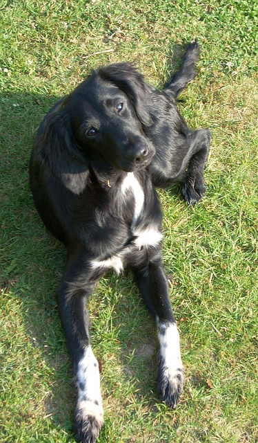 Hund, Husdyr, Münsterländermix